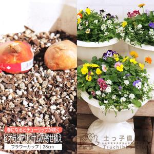 ビオラ と アリッサム の 寄せ植えフラワーカップ ( 隠し チューリップ 球根 )【送料無料】