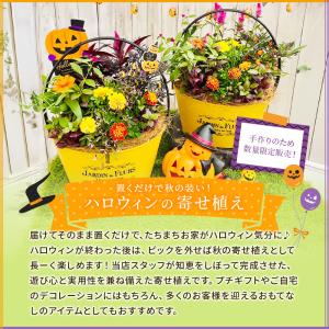 【早期予約特典肥料付き】ハロウィン 寄せ植え ...の詳細画像1