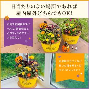 【早期予約特典肥料付き】ハロウィン 寄せ植え ...の詳細画像2