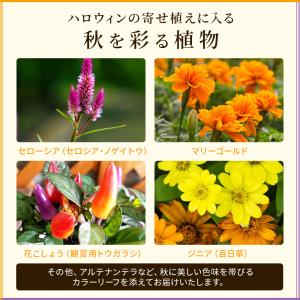 【早期予約特典肥料付き】ハロウィン 寄せ植え ...の詳細画像3