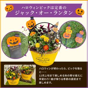 【早期予約特典肥料付き】ハロウィン 寄せ植え ...の詳細画像4