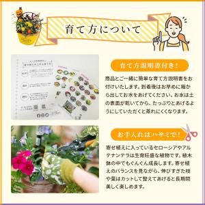 【早期予約特典肥料付き】ハロウィン 寄せ植え ...の詳細画像5