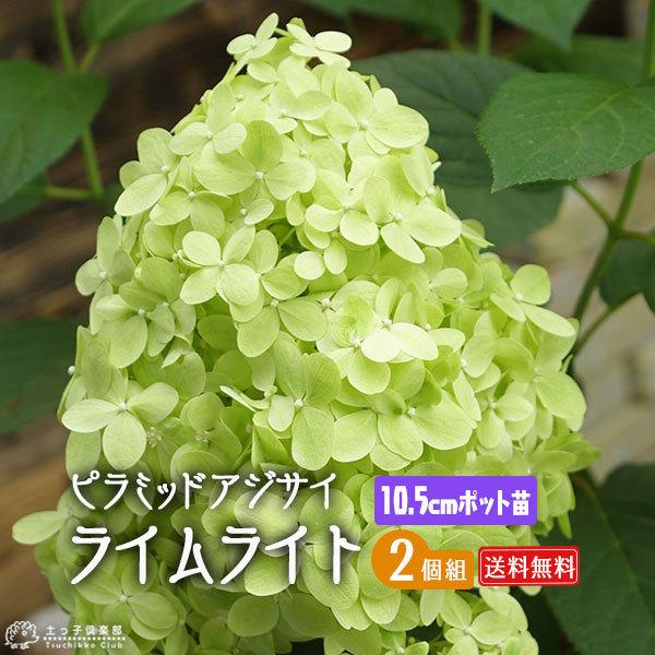 ピラミッドアジサイ ライムライト  2個セット 10.5cmポット苗 送料無料 アジサイ 紫陽花 苗...