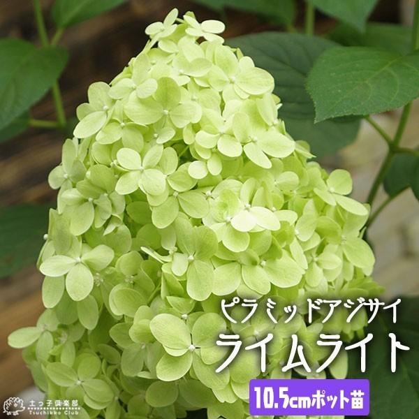 ピラミッドアジサイ ライムライト 10.5cmポット苗 アジサイ 紫陽花 苗 苗木 ノリウツギ 園芸...