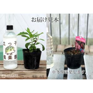 アジサイ 『 ピンクアナベル 』 2個セット ...の詳細画像1