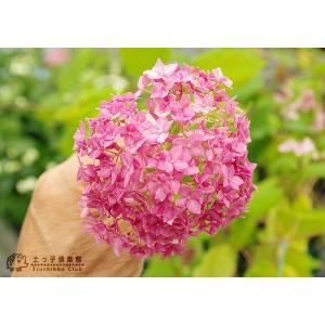 アジサイ 『 ピンクアナベル 』 2個セット ...の詳細画像2