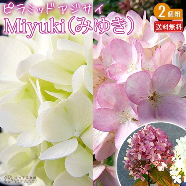 紫陽花 ピラミッドアジサイ　Miyuki（みゆき） 10.5cmポット苗　【 送料無料 】 【 2個...