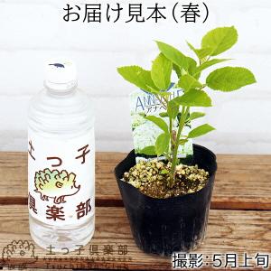 アジサイ アナベル ( 白 ) 2個セット (...の詳細画像2