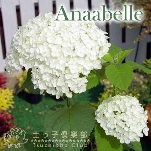アジサイ アナベル 9cmポット苗  紫陽花  苗 苗木 白 てまり咲  暑さに強い 低木 梅雨 6月 土っ子倶楽部