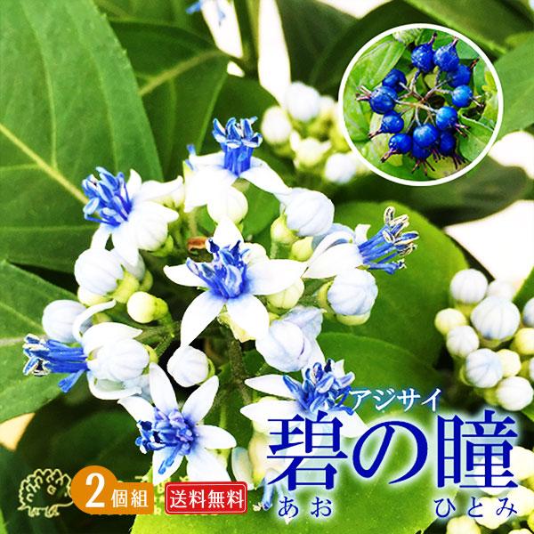 常緑アジサイ 『 碧の瞳 （ アオノヒトミ ） 』 2個セット （ 送料無料 ） 9cmポット苗 珍...