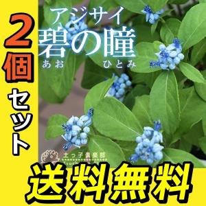 常緑アジサイ 『 碧の瞳 ( アオノヒトミ )...の詳細画像1