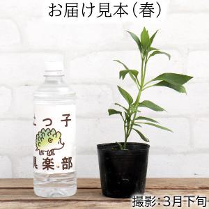 常緑アジサイ 『 碧の瞳 ( アオノヒトミ )...の詳細画像2
