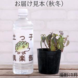 常緑アジサイ 『 碧の瞳 ( アオノヒトミ )...の詳細画像3