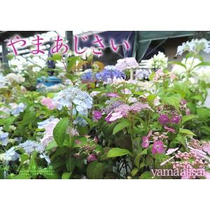 ヤマアジサイ おまかせ3品種セット ( 9cm...の詳細画像3