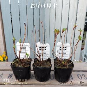 ヤマアジサイ おまかせ3品種セット ( 9cm...の詳細画像4
