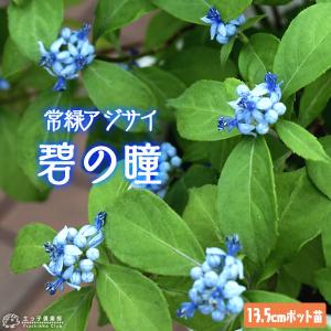 ヤマアジサイ 『 富士の滝 』 9cmポット苗 : 花と緑の専門店 土っ子
