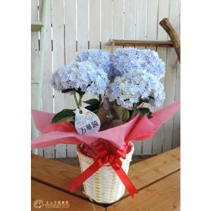 母の日 八重咲き アジサイ『 万華鏡 』ブルー...の詳細画像1