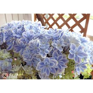 母の日 八重咲き アジサイ『 万華鏡 』ブルー...の詳細画像2