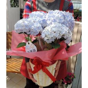 母の日 八重咲き アジサイ『 万華鏡 』ブルー...の詳細画像4