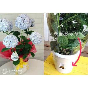 母の日 八重咲き アジサイ『 万華鏡 』ブルー...の詳細画像5