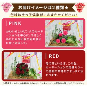 母の日 プレゼント カーネーション と ハーブ...の詳細画像2