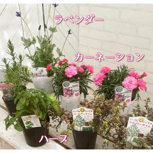 母の日 プレゼント カーネーション と ハーブ...の詳細画像5