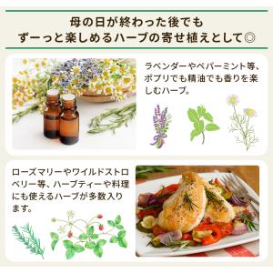 母の日 プレゼント カーネーション と ハーブ...の詳細画像3