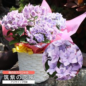 母の日 福岡の アジサイ『 筑紫の恋風 』送料無料 ギフト プレゼント