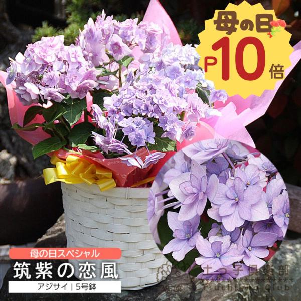 母の日 福岡の アジサイ『 筑紫の恋風 』送料無料 ギフト プレゼント