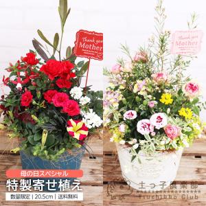 ノシバ種子 品種名：コンパドレ 500g スカイシード株式会社 野芝 種