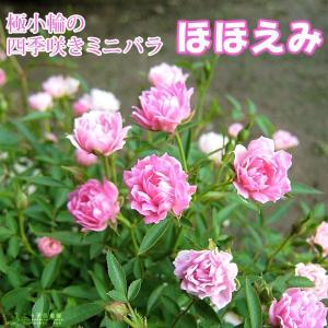 1880円 ミニ バラ 薔薇 苗 いちご姫 正規品 2.5号 いちご姫 ② マイクロミニバラ 極小 四季咲 バラ苗 薔薇苗 - メルカリ