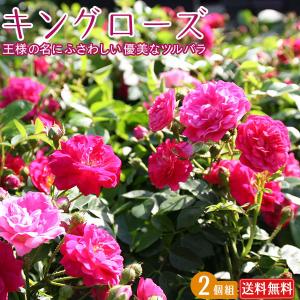 多肉植物：ハオルチア ソルディダ アガボイデス*幅9cm 現品 一品限り