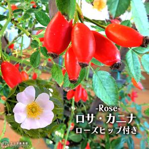 コーデックス：メキシコ亀甲竜 ディオスコレア マクロスタチア*塊幅