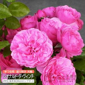 クリスマスローズ 開花苗 075 ペオニーピンク 小輪 : 花郷園 KAGOEN