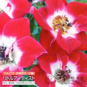花1ガク0蕾0 開花株4号 クォーターロゼット咲 超多弁 吉田園芸生産