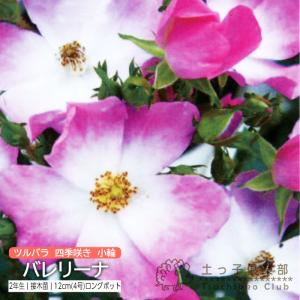 ツルバラ 四季咲き 極小輪 『 バレリーナ 』 ...の商品画像