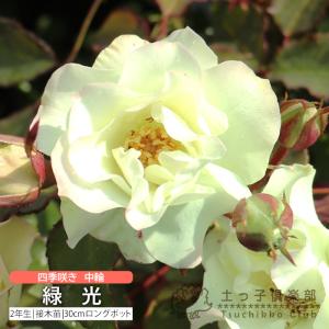 予約販売 バラ 苗 新苗 確実園 花の道タカラヅカ 四季咲き 薔薇 ばら