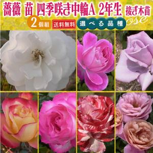 椿 苗木 接木苗 【シルバータワー 西洋椿】 2年生 接ぎ木苗 : 苗木の