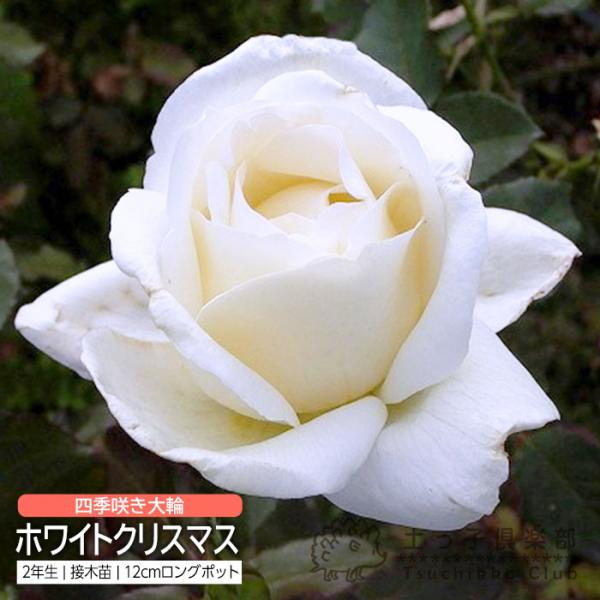 四季咲き 大輪 『 ホワイトクリスマス 』 2年生 接ぎ木苗 （ ハイブリットティーローズ ） 強香...