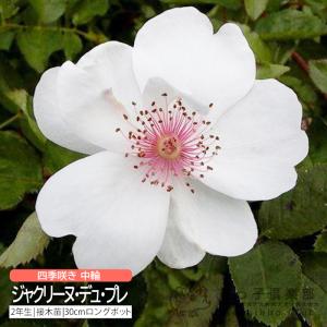 クリスマスローズ開花株 DDアフロディーテプリマヴェーラ 196 現品限り