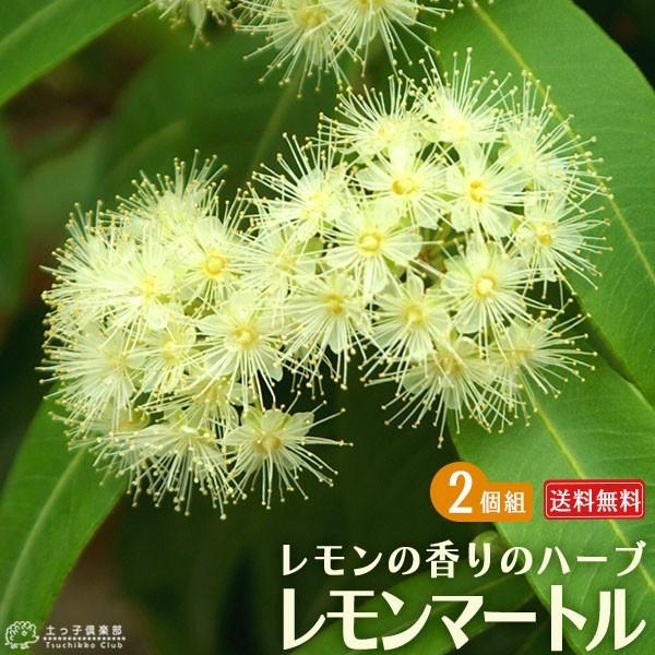 レモンの香りの『 レモンマートル 』 2個セット （ 送料無料 ） 10.5cmポット苗