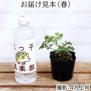 エルダーフラワー ( 西洋ニワトコ ) 緑葉 ...の詳細画像2