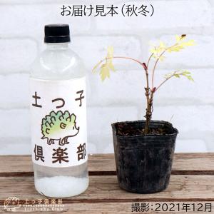 エルダーフラワー ( 西洋ニワトコ ) 緑葉 ...の詳細画像3