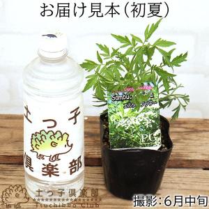 エルダーフラワー ( 西洋ニワトコ ) 緑葉 ...の詳細画像4
