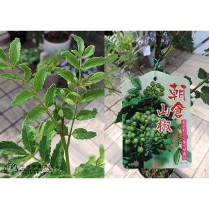 山椒 朝倉サンショウ 15cmポット 接ぎ木苗の詳細画像3