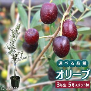 オリーブ （全11品種）3年生 5号スリット鉢植え【選べる品種】 ギフト 贈答 プレゼント 土っ子倶楽部