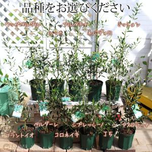 オリーブ (全11品種)3年生 5号スリット鉢...の詳細画像1