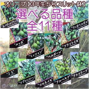 オリーブ (全11品種)3年生 5号スリット鉢...の詳細画像2