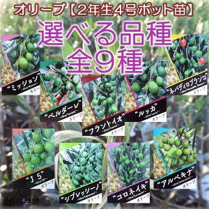 オリーブ (全9品種) 2年生 4号ポット苗 ...の詳細画像2