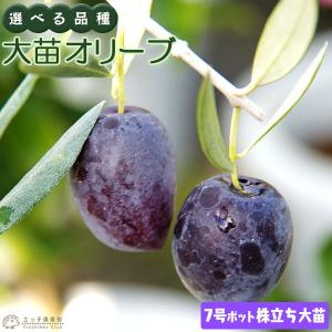 柿 苗木 【完全甘柿 麗玉 (れいぎょく) ［登録品種］】 3年生 接ぎ木